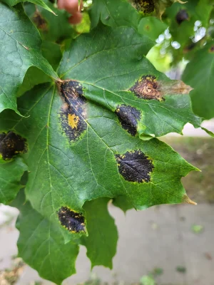 Tar Spot Mature