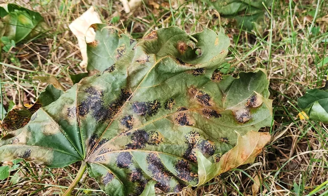 Tar Spot OW Leaves Ground