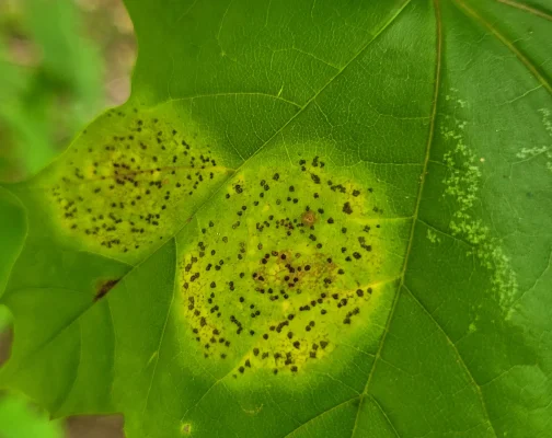 Tar Spot Yellow Some Fruiting