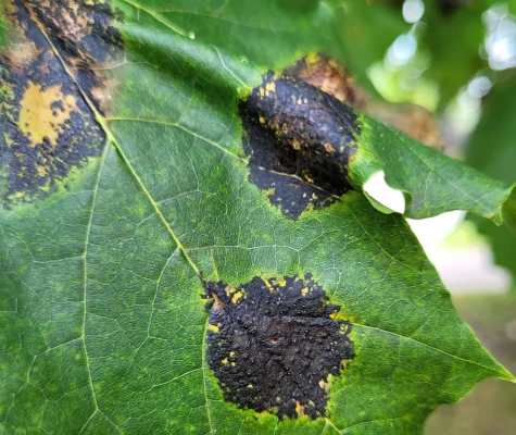 Tar Spot on Norway Maple