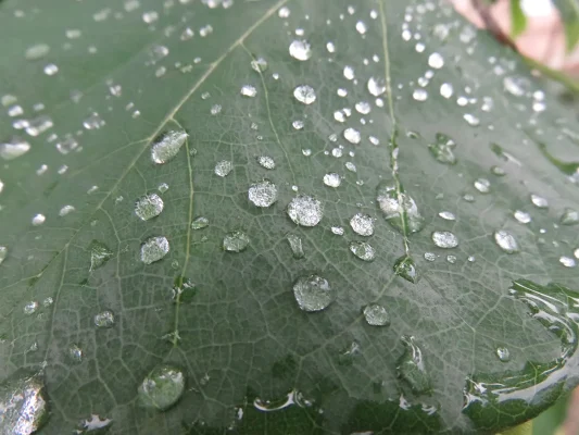 Water Spots On Leaf JL